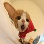 Avatar of Kamran Saeed